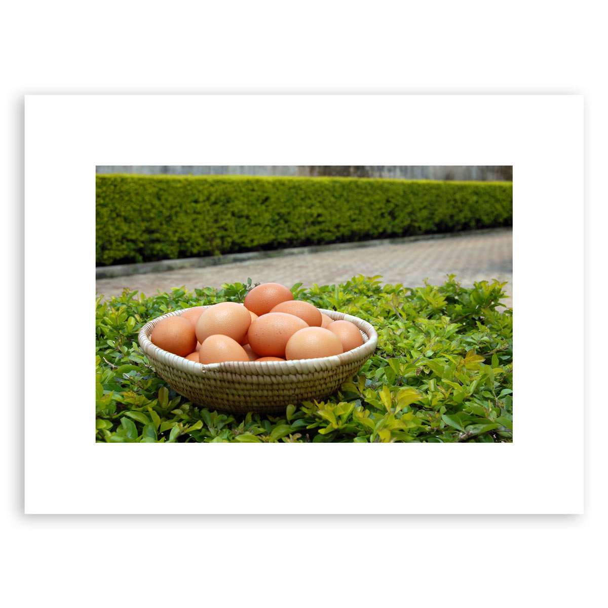 Egg Basket ~ Put Your Eggs Here – photographic print
